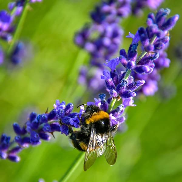 Bee on lavender flower