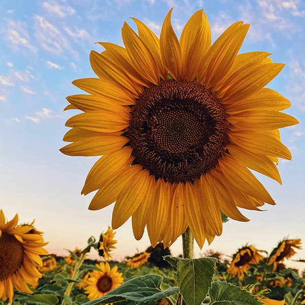 Sunflower with a cloudy blue sky in the background