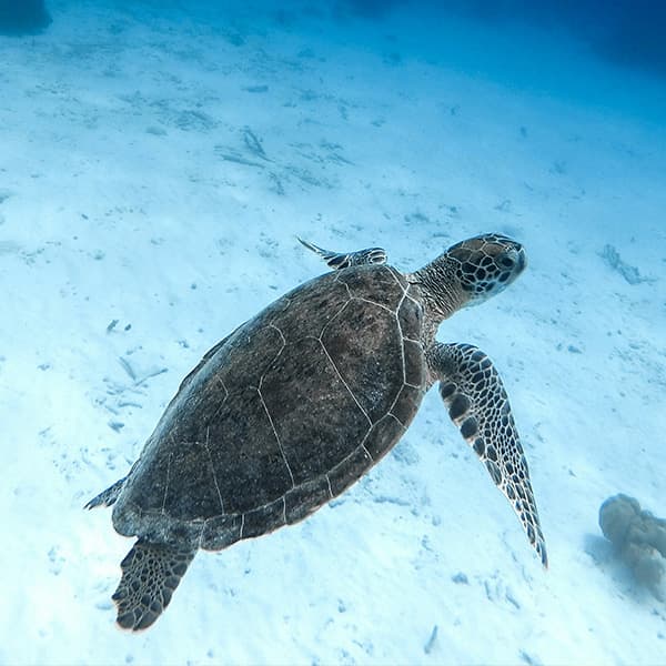 Turtle swimming underwater in ocean
